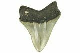 Serrated, Fossil Megalodon Tooth - North Carolina #294506-1